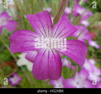 Kornrade ; Agrostemma githago, Heilpflanze, Banque D'Images