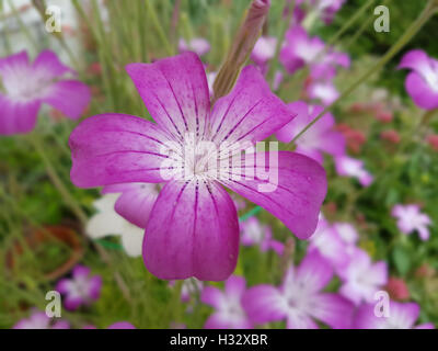 Kornrade ; Agrostemma githago, Heilpflanze, Banque D'Images