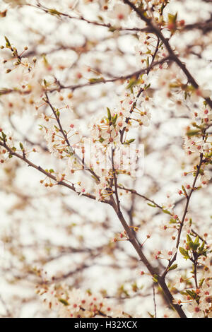 Image de printemps Apple Blossom. Profondeur de champ. Banque D'Images