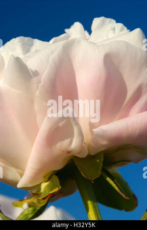 Miss America pivoine, Adelman Peony Garden, Brooks, de l'Oregon Banque D'Images