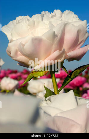 Miss America pivoine, Adelman Peony Garden, Brooks, de l'Oregon Banque D'Images