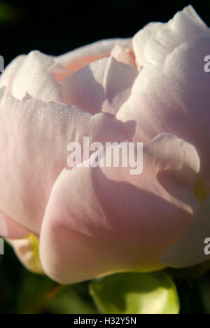 Miss America pivoine, Adelman Peony Garden, Brooks, de l'Oregon Banque D'Images