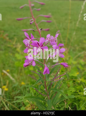 Weidenroeschen ; l'Epilobium angustifolium, Heilpflanzen, Banque D'Images