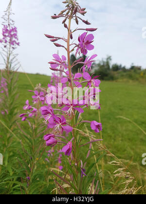 Weidenroeschen ; l'Epilobium angustifolium, Heilpflanzen, Banque D'Images