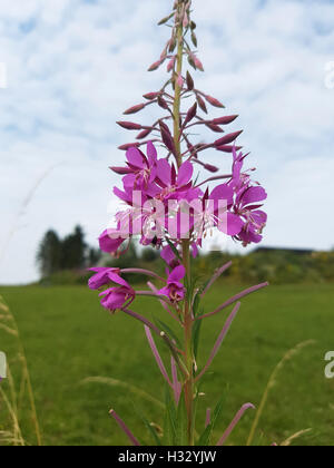 Weidenroeschen ; l'Epilobium angustifolium, Heilpflanzen, Banque D'Images