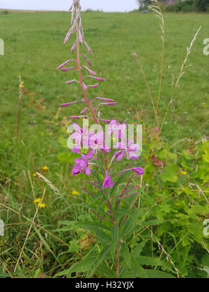 Weidenroeschen ; l'Epilobium angustifolium, Heilpflanzen, Banque D'Images