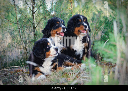 Trois chiots Bouvier Bernois Banque D'Images