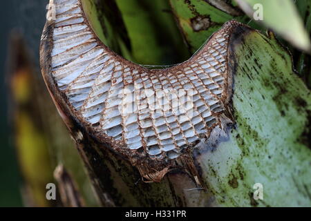 Close up image of f boîte Ensete ventricosum, tige feuille de bananier d'Abyssinie Banque D'Images