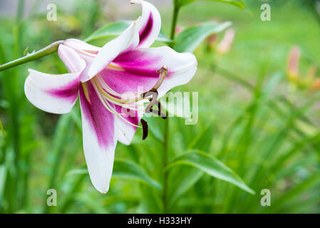 Lily belle couleur rose et blanc de qualité Banque D'Images