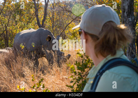 L'observation touristique rhinocéros blanc à pied safari Banque D'Images