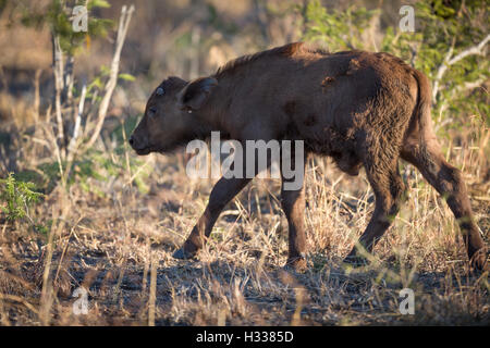 Jeune buffle (Syncerus caffer), Manyeleti Game Reserve, Afrique du Sud Banque D'Images