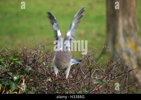 Pigeon ramier (Columba palumbus) taking off Banque D'Images