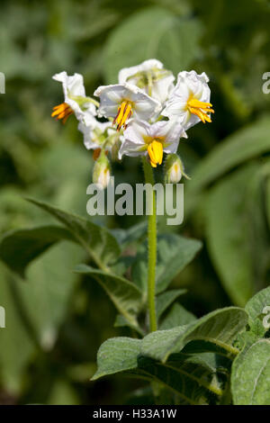 Plant de pomme de terre (Solanum tuberosum), fleurs Banque D'Images