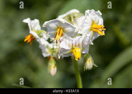 Plant de pomme de terre (Solanum tuberosum), fleurs Banque D'Images