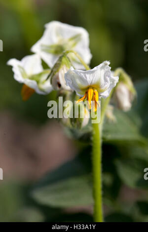 Plant de pomme de terre (Solanum tuberosum), fleurs Banque D'Images