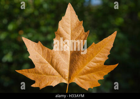 Automne feuilles de sycomore Banque D'Images