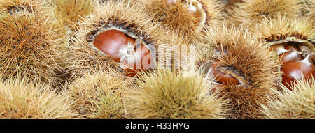 Arrière-plan de Chestnut chestnut brown et bouclés dans le panier Banque D'Images