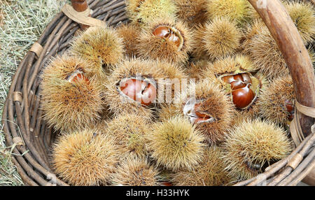 Chestnut chestnut brown et bouclés dans le panier Banque D'Images