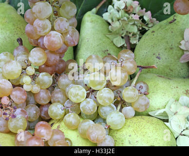 Blanc Vert raisins et poires mûres en automne Banque D'Images