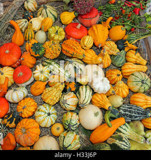 Arrière-plan de citrouilles décoratives pour Halloween Party à la vente à la jardiniers shop Banque D'Images