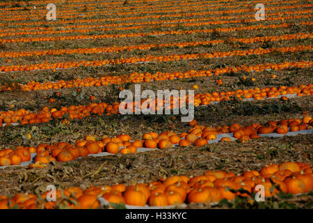 Les citrouilles se trouvent dans le soleil du soir, attente de collection pour être vendus dans les supermarchés pour Halloween près de Midhurst, West Sussex Banque D'Images