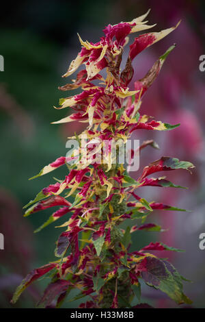 Joseph's coat Amaranthus tricolor usine tandaljo tandalja tampala perfecta bhaji callaloo Banque D'Images