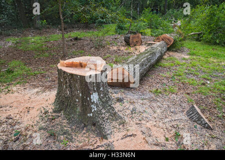 L'élimination des arbres sur propriété boisée au nord de la Floride. Banque D'Images