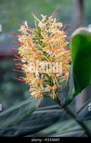 Hedychium gardnerianum Kahili ginger Kahila garland-lily ginger lily inflorescence close up Banque D'Images