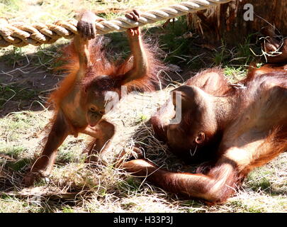 Bébé orang-outan (Pongo pygmaeus) jouer avec un frère plus âgé a proximité Banque D'Images