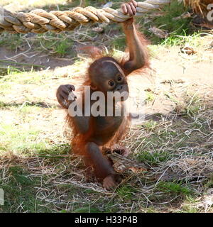 Mignon bébé orang-outan mâle (Pongo pygmaeus) accroché à une corde Banque D'Images