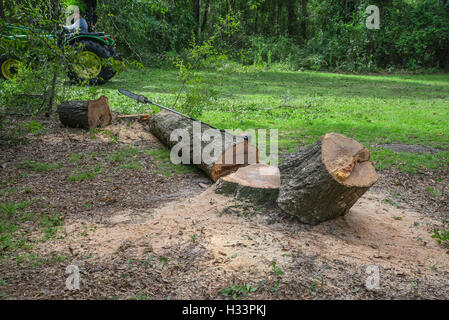 L'élimination des arbres sur propriété boisée au nord de la Floride. Banque D'Images