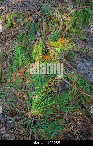 L'élimination des arbres sur propriété boisée au nord de la Floride. Banque D'Images