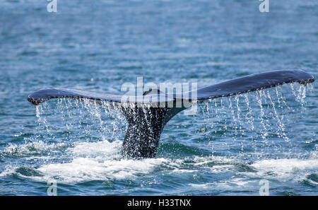Vue rapprochée d'une baleine à bosse streaming fluke avec de l'eau dans le sud de l'Alaska. Banque D'Images