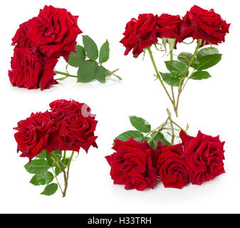 Collection de roses rouge isolé sur fond blanc. Banque D'Images