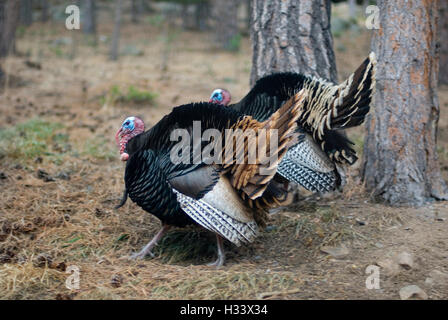 Deux dindes sauvages fluffed et pavane Banque D'Images
