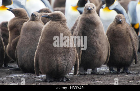 Îles Falkland,Stanley ..pic montre manchots royaux et leurs petits à l'Point de bénévolat Banque D'Images