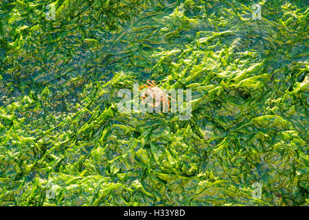 , Crabe Carcinus maenas, marche sur l'Ulva lactuca laitue de mer, eau salée, sur les estrans à marée basse de Wadden, Netherland Banque D'Images