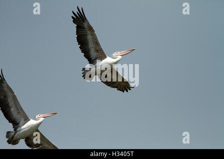 Deux pélicans, espèce d'oiseaux d'eau qui compose la famille Pelecanidae, volant dans le ciel bleu Banque D'Images