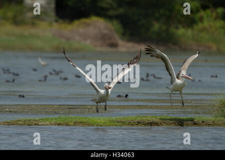 Deux pélicans, espèce d'oiseaux d'eau qui compose la famille Pelecanidae, volant dans le ciel bleu Banque D'Images