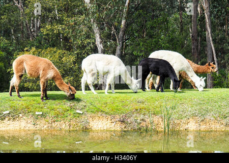 Les Alpacas, Vicugna pacos, paissant dans un champ. Banque D'Images