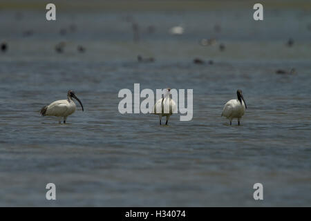 Trois ibis à tête noire ibis blanc ou orientaux (Threskiornis melanocephalus) sont dans l'eau bleu gris Banque D'Images