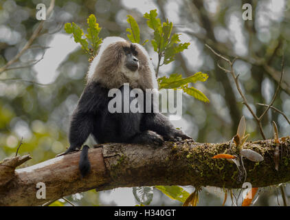 Lion-tailed Macaque (Macaca silène) dans son habitat naturel Banque D'Images