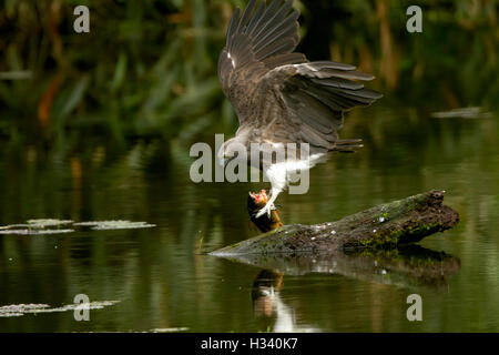 Le moindre fish eagle (Ichthyophaga humilis) avec des poissons dans un fond de l'eau du lac vert Banque D'Images