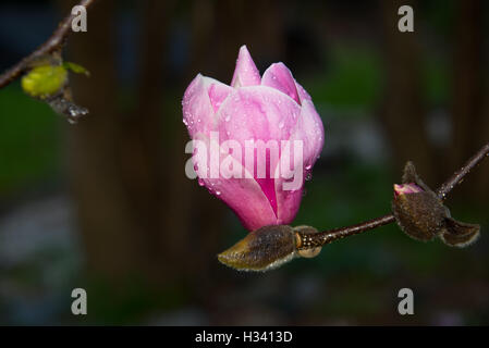 Tulip magnolia flower closeup Banque D'Images