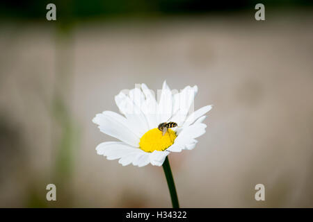 Abeille sur une fleur en Alaska Banque D'Images