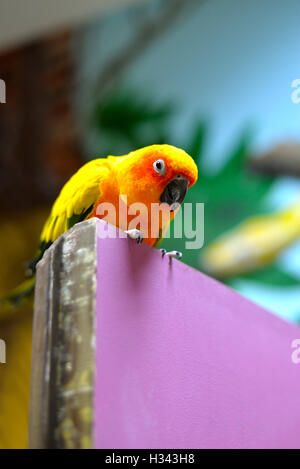 Perroquet oiseaux soleil Banque D'Images