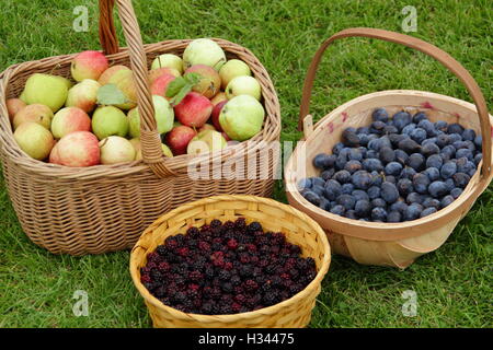 Damsons sauvages, les mûres et les pommes se nourrissaient de haies et arbres en automne dans la campagne anglaise Banque D'Images