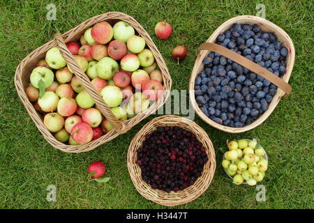 Des paniers remplis de fruits et baies sauvages y compris les mûres, les pommes et damsons cherchaient leur nourriture dans la campagne anglaise Banque D'Images