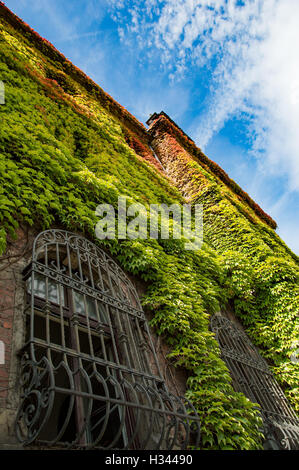 Lierre sur les murs colorés couvre l'ancien bâtiment. Banque D'Images