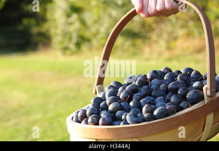 Une femme avec des sauvages se nourrissent, damsons effectué dans un trug, dans la campagne anglaise on a sunny day Septembre Banque D'Images